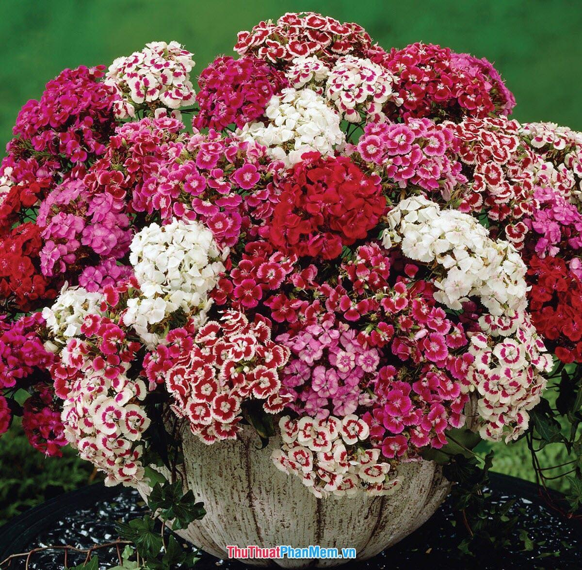 Chậu hoa cẩm chướng khoe sắc để tặng vợ và người yêu nhân ngày mùng 8 tháng 3