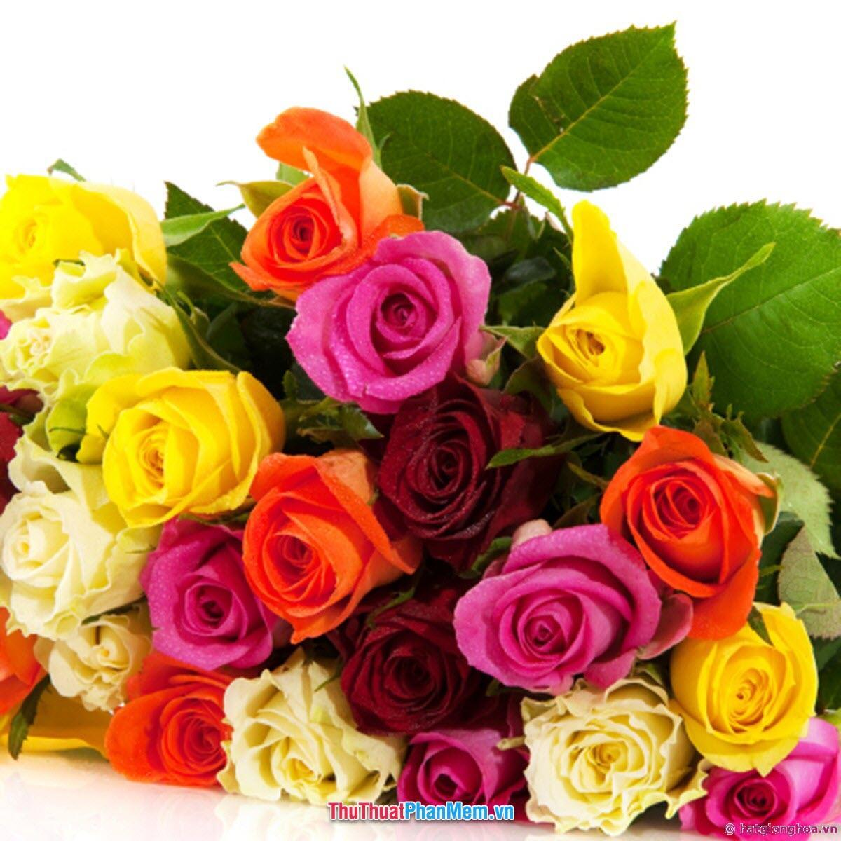 Đóa hoa hồng nhiều màu sắc tặng mẹ nhân ngày quốc tế phụ nữ
