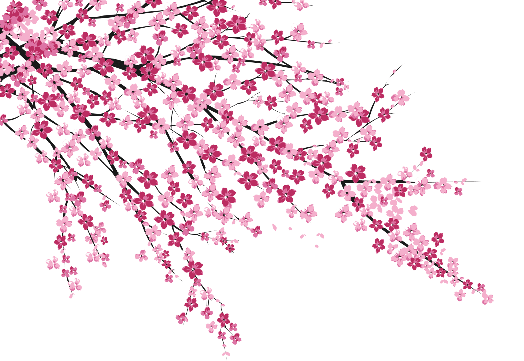 Hình ảnh hoa đào nở PNG