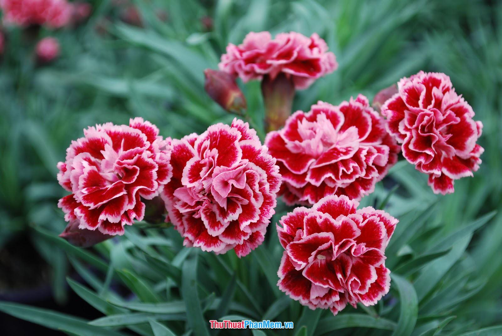 Hoa cẩm chướng xinh đẹp tặng vợ và người yêu nhân ngày mùng 8 tháng 3