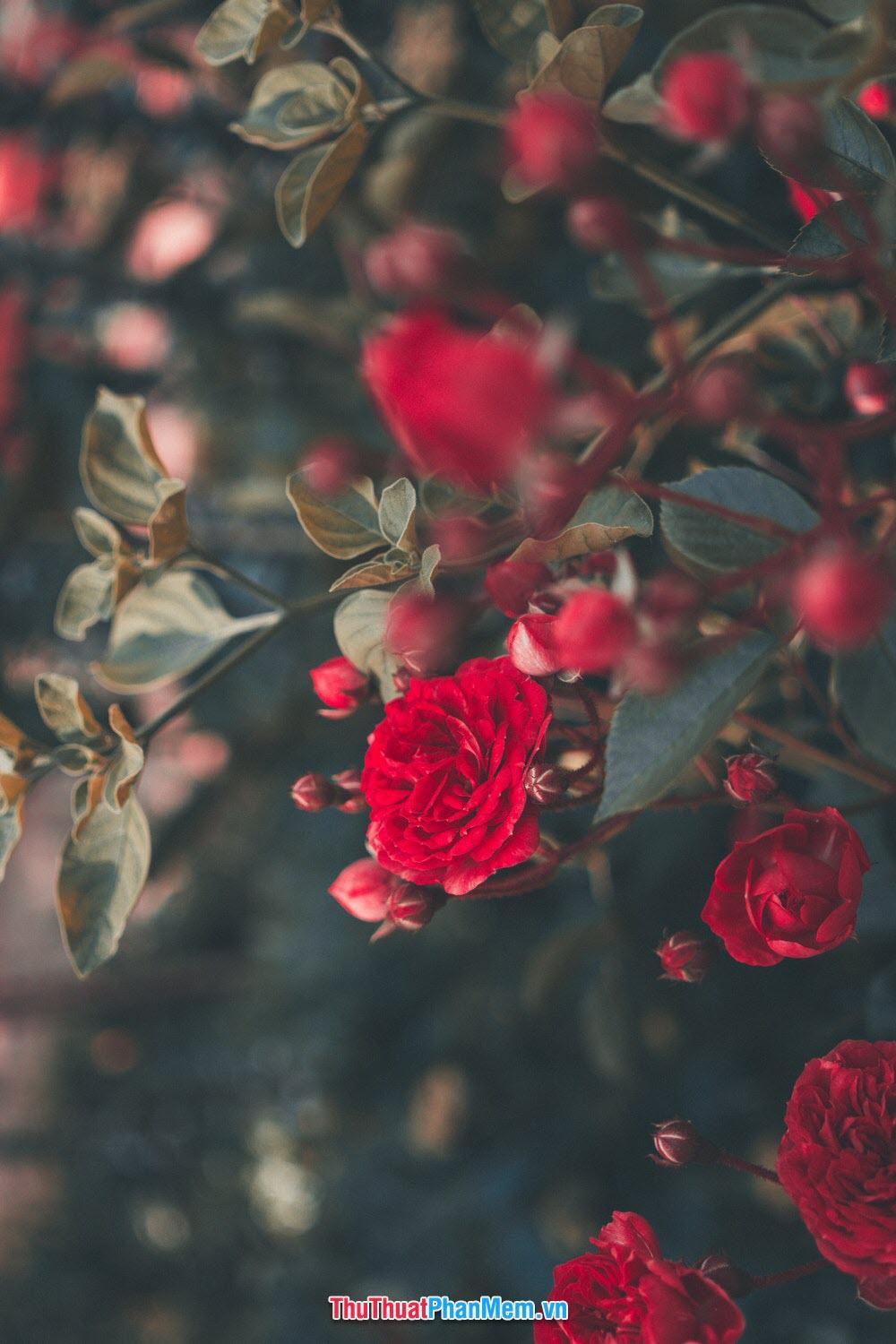 Hoa hồng đỏ tặng cho vợ và người yêu thể hiện tình yêu đằm thắm nồng cháy