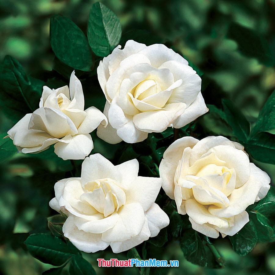 Hoa hồng trắng biểu lộ tình yêu trong trắng dành cho người mình yêu