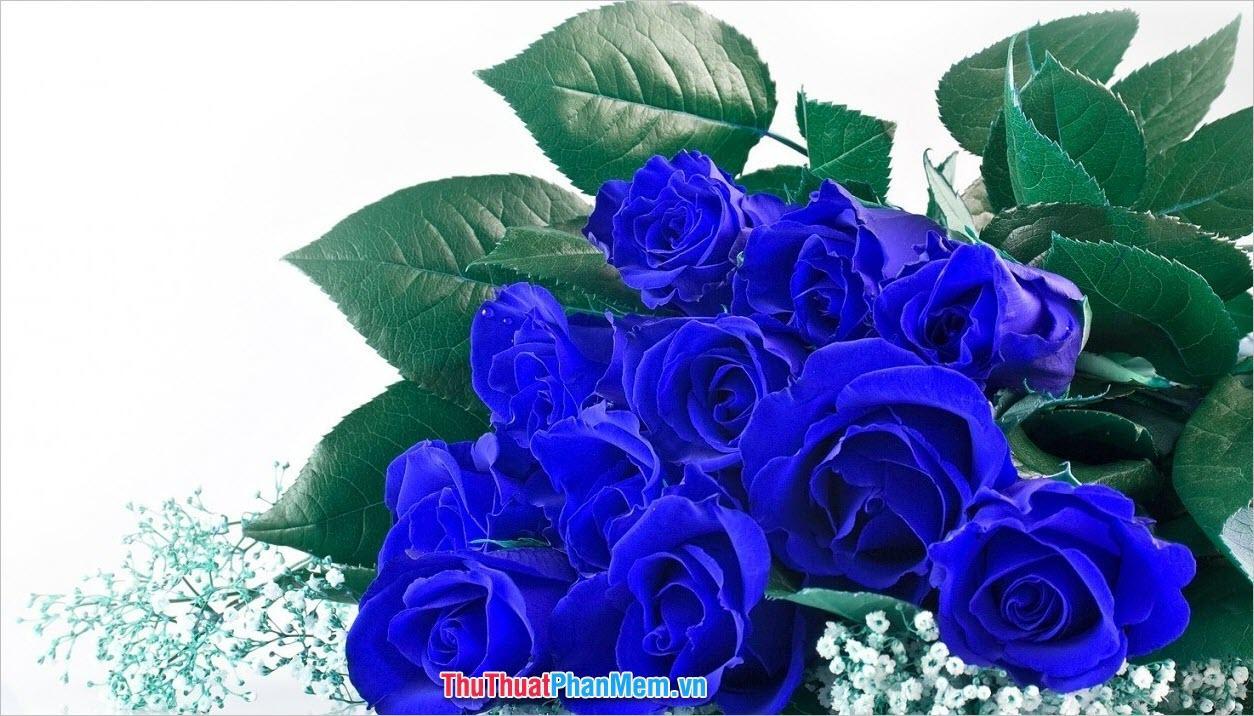 Hoa hồng xanh xinh đẹp cao sang tặng cho vợ hoặc người yêu vào ngày quốc tế phụ nữ