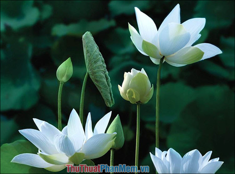 Hoa sen trắng – Trần Bảo Kim Thư