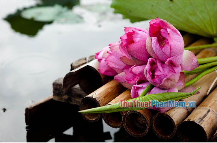 Ký ức về hoa sen – Nguyễn Văn Pứ