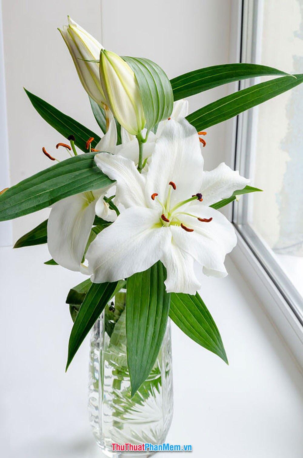 Lọ hoa ly rất đẹp để tặng cho vợ và người yêu vào ngày mùng 8 tháng 3