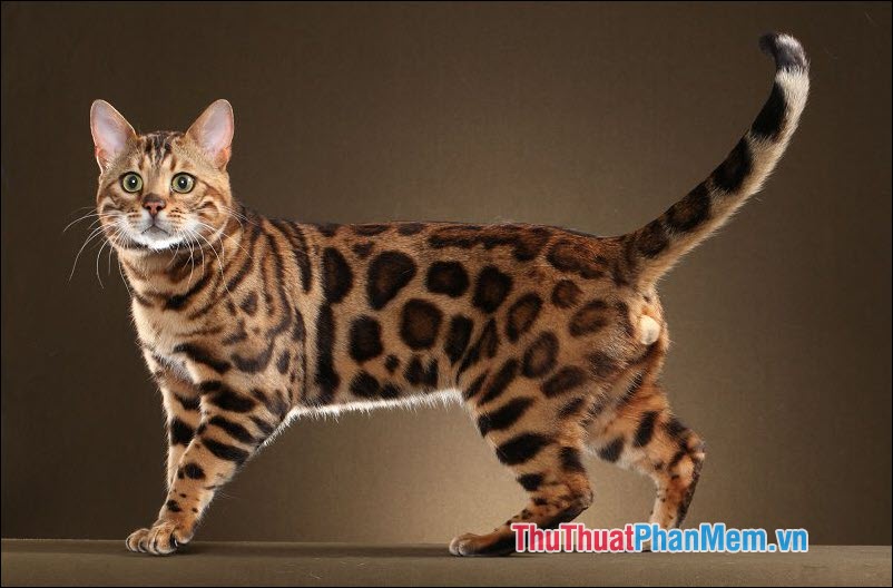 Mèo Bengal (Mèo vằn hổ)