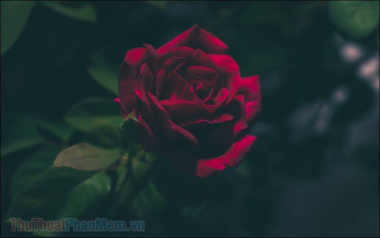 Những bài thơ về hoa hồng hay nhất