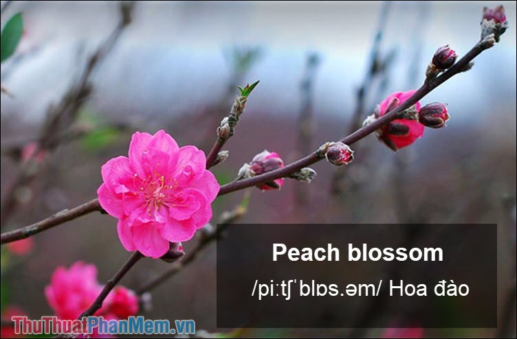 Peach blossom Hoa đào