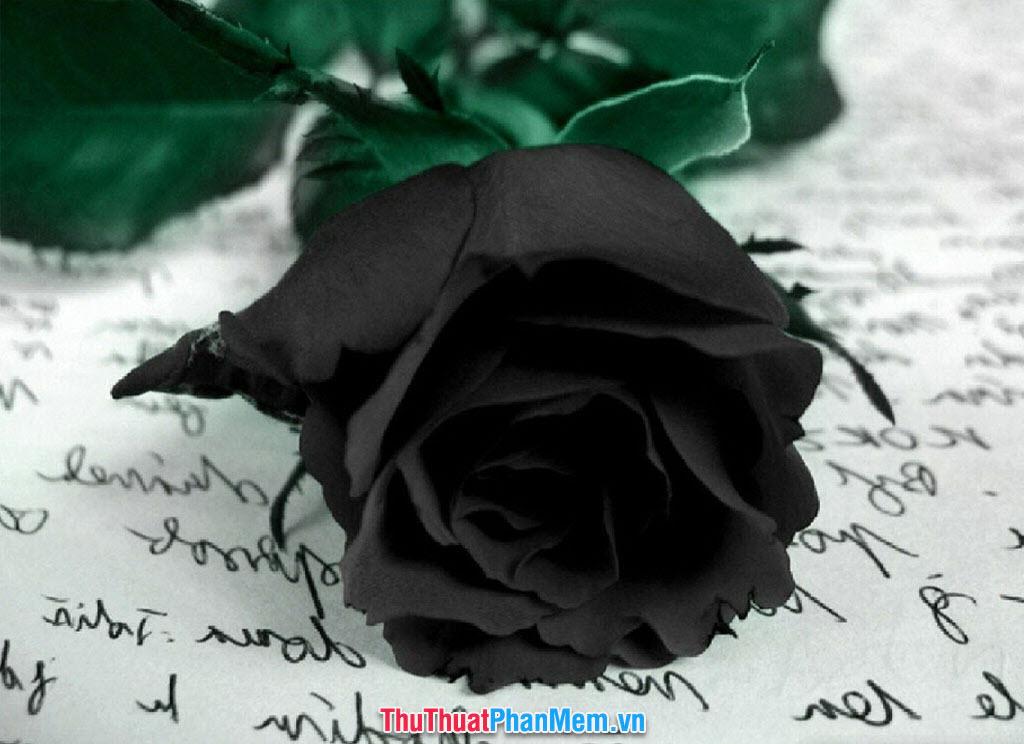 Tặng nàng một đóa hoa hồng đen huyền bí nhân ngày mùng tám tháng ba