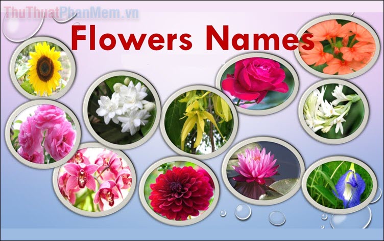 Tên các loài hoa bằng tiếng Anh