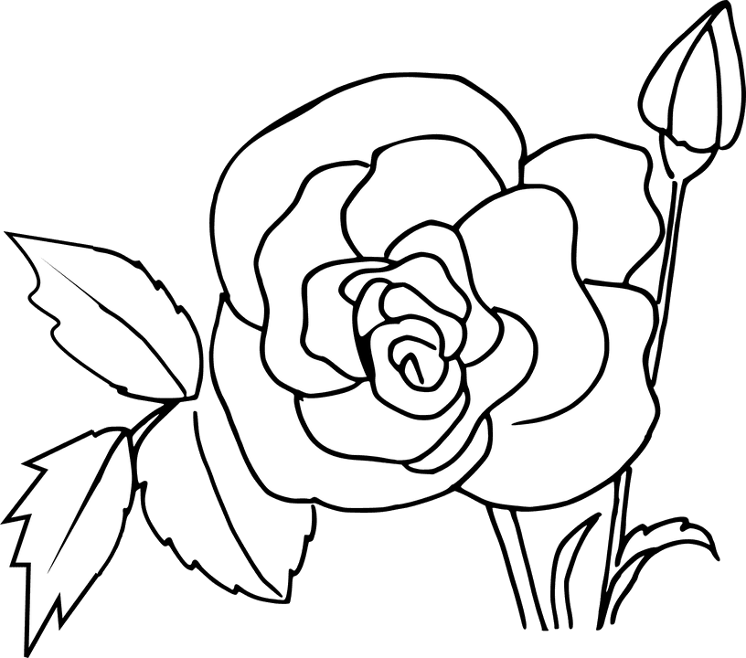 Tranh tô màu cành hoa hồng đẹp