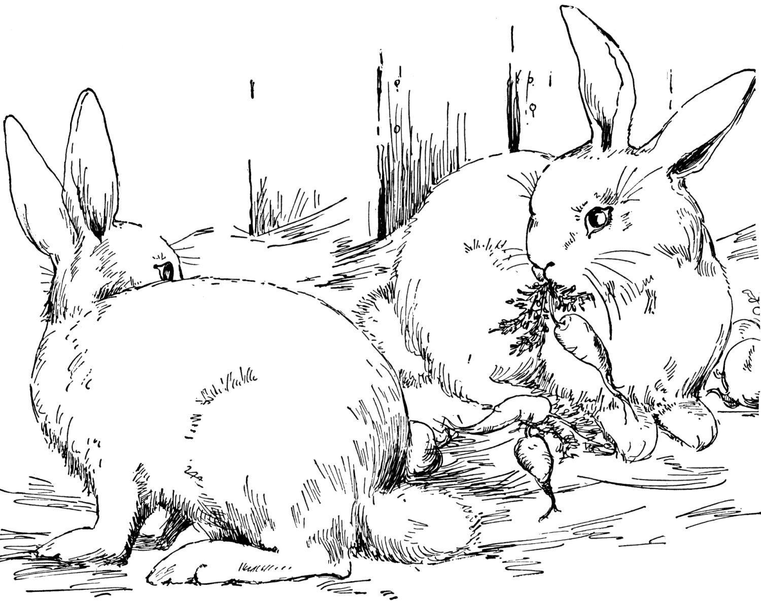 Tranh tô màu chú thỏ đang cặm củ rau vẽ hiện thực