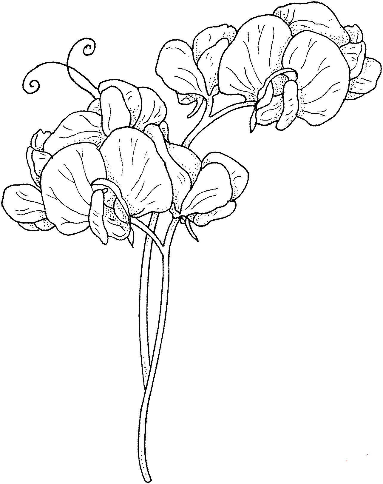 Tranh tô màu hoa lan