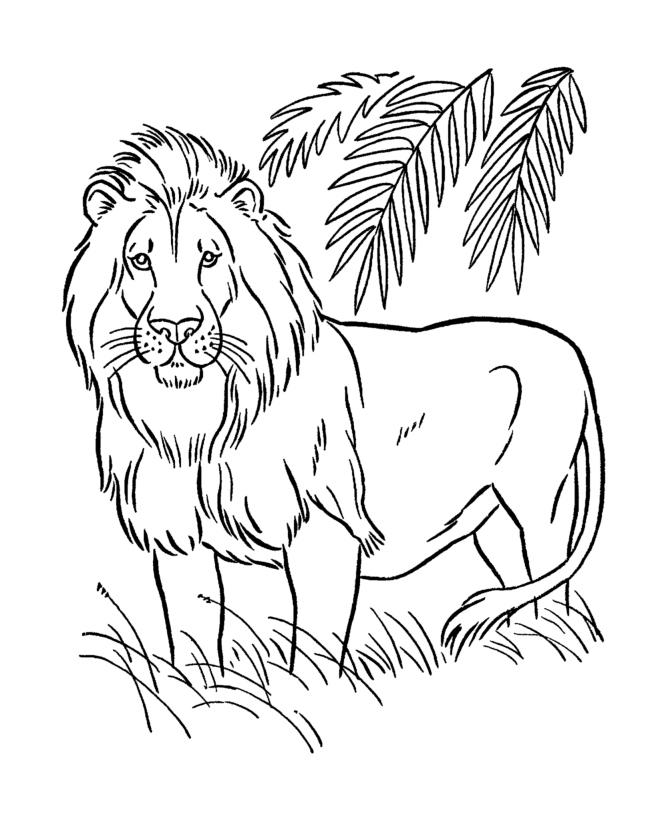 Tranh tô màu sư tử trong rừng