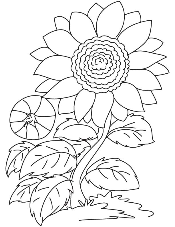 Tranh vẽ tô màu bông hoa hướng dương đơn giản