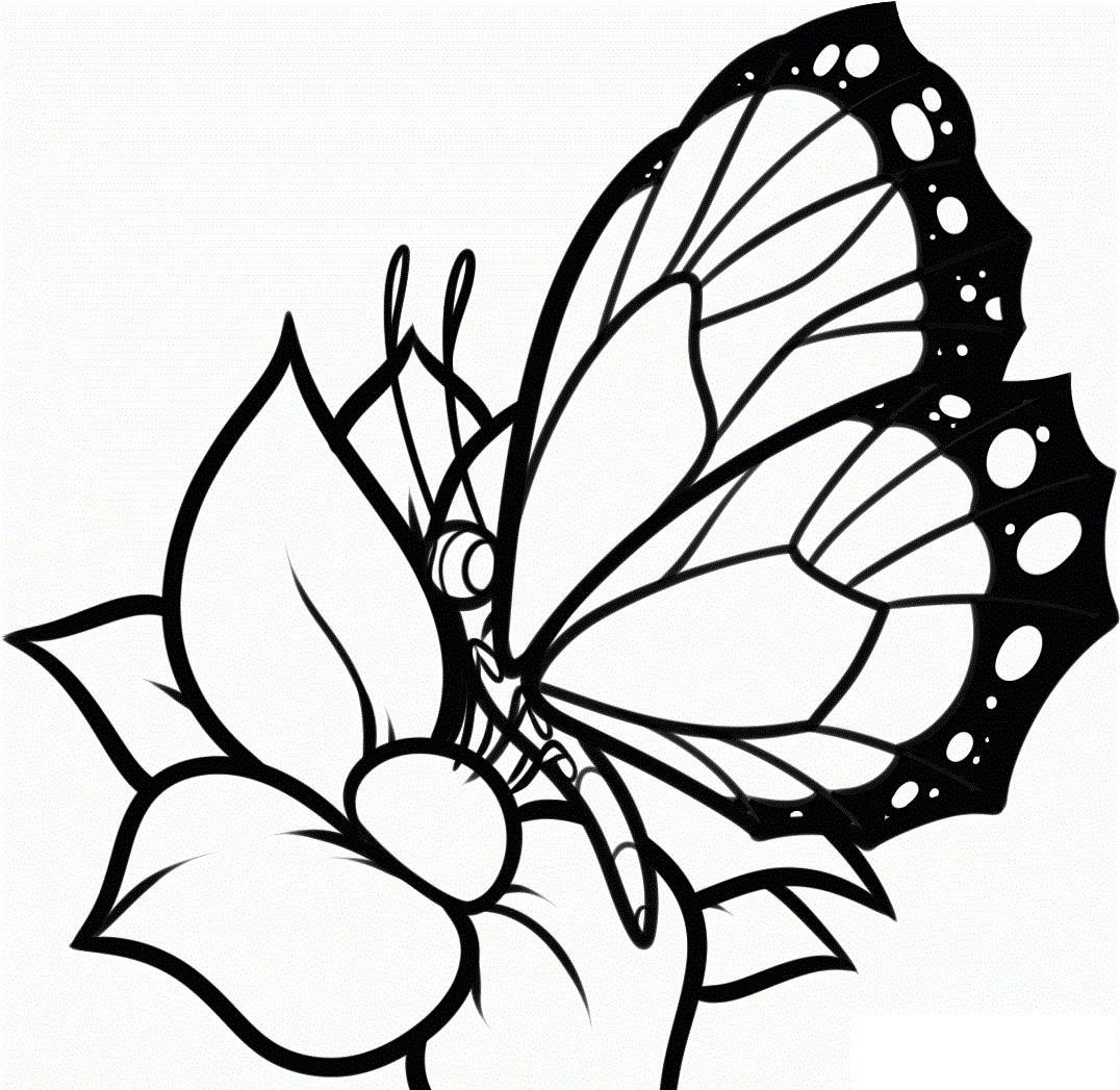 Tranh vẽ tô màu con bướm cho bé đẹp nhất