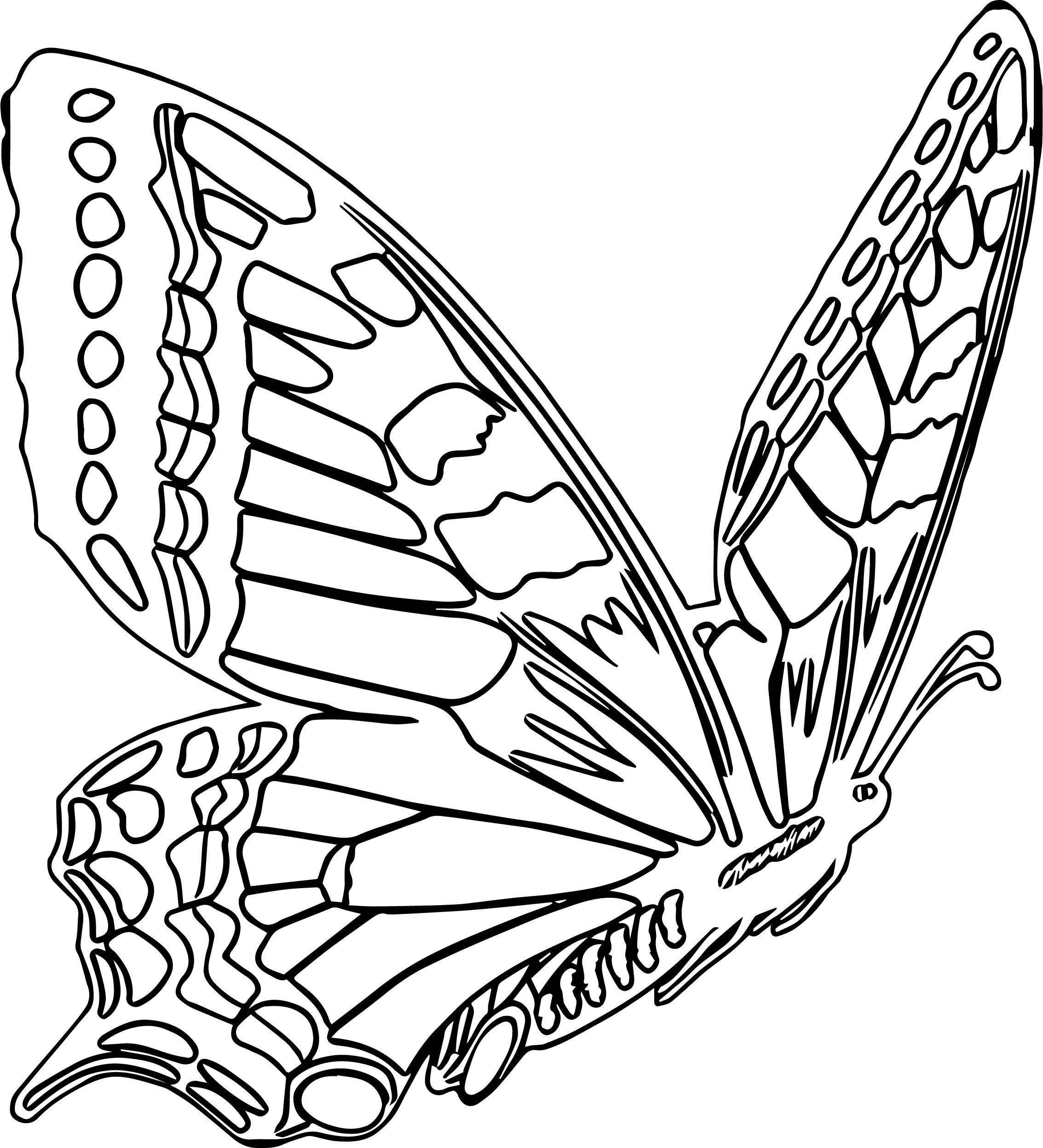 Tranh vẽ tô màu con bướm đẹp 