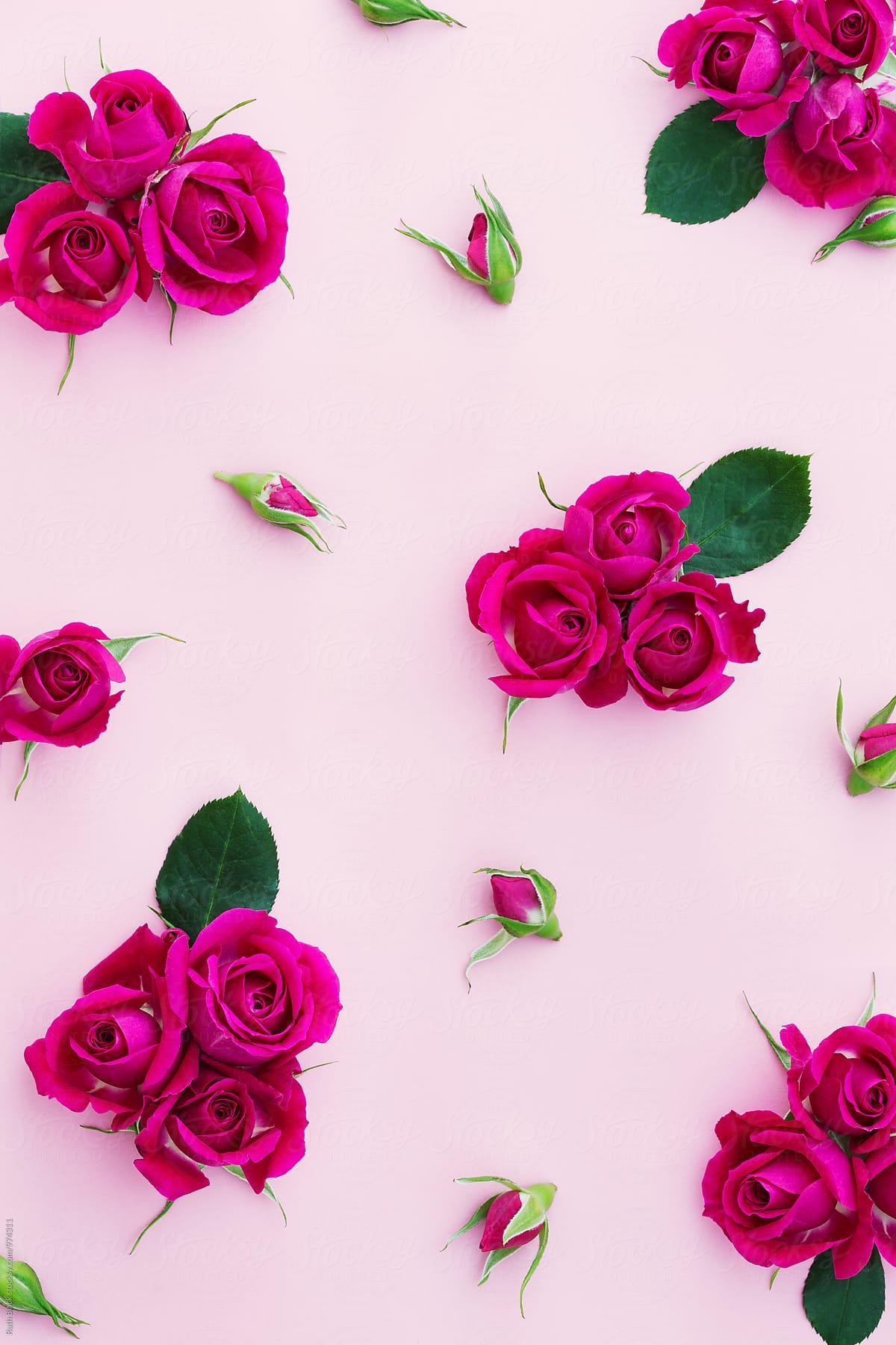 Background đẹp về hoa hồng