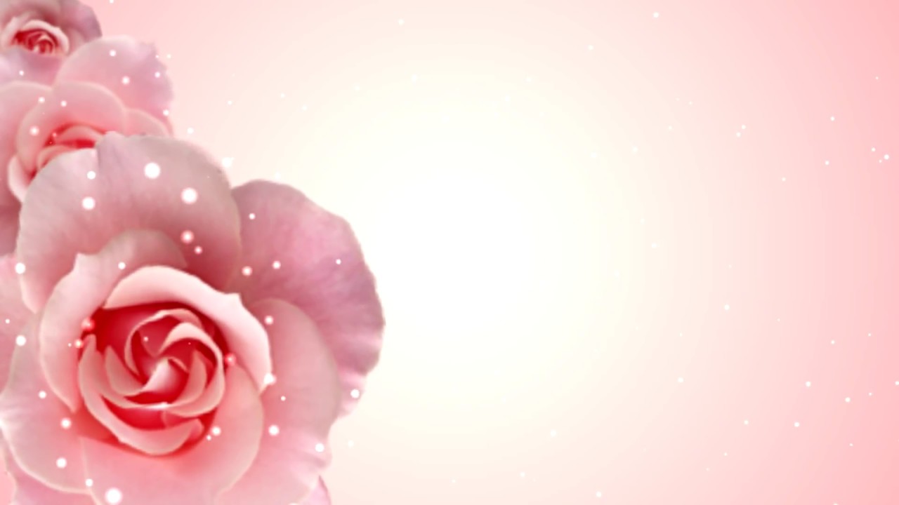 Background hoa hồng 3D