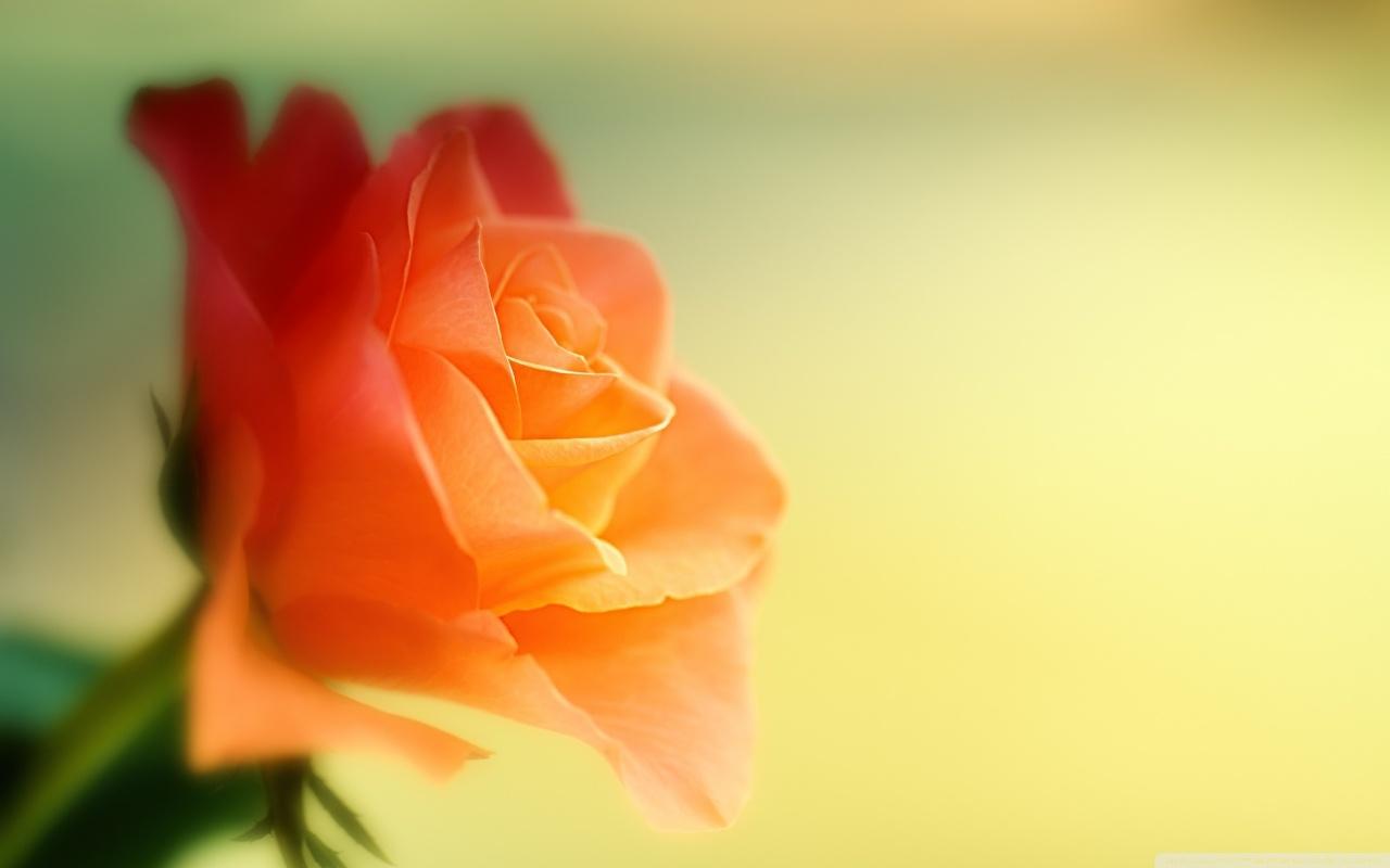 Background hoa hồng cam