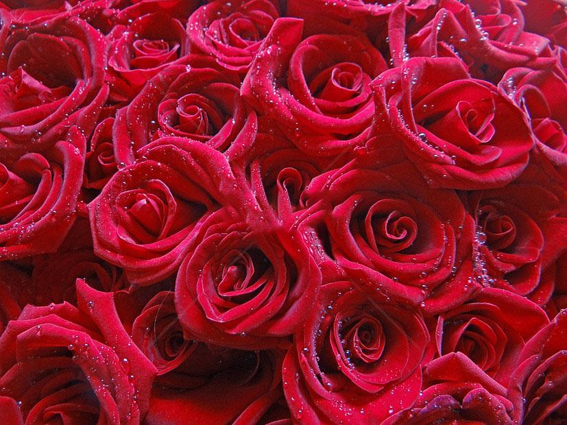 Background hoa hồng đỏ