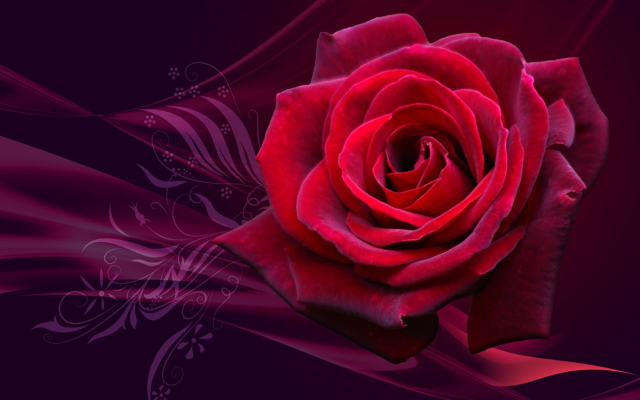 Background hoa hồng lãng mạn