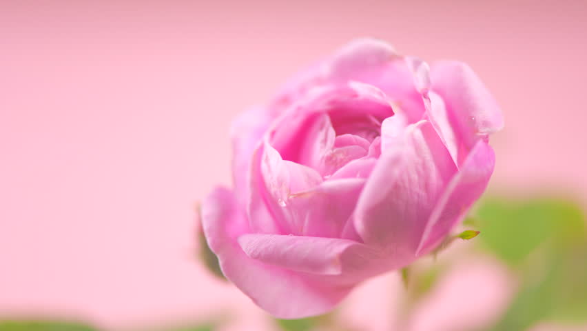 Background hoa màu hồng