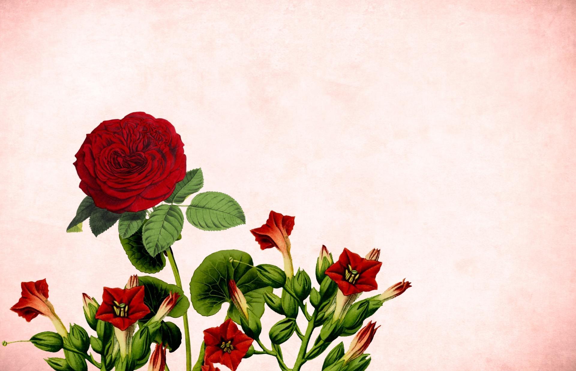Hình ảnh background hoa hồng
