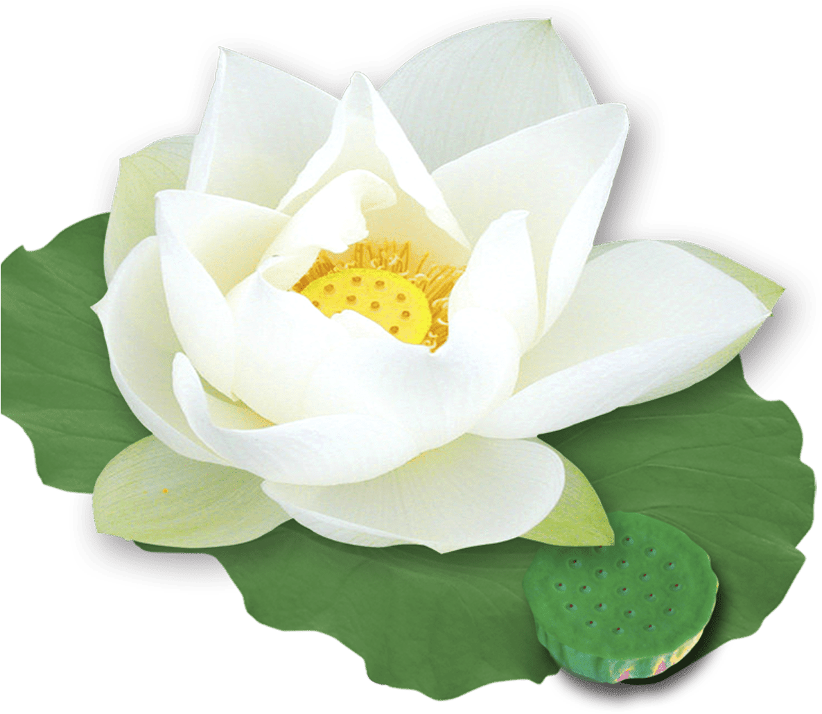 Hình ảnh cây hoa sen PNG