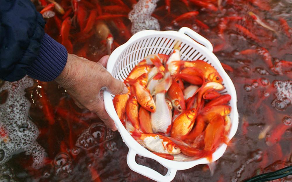 Hình ảnh chợ cá lớn nhất Hà Nội rực đỏ trước ngày ông Công, ông Táo
