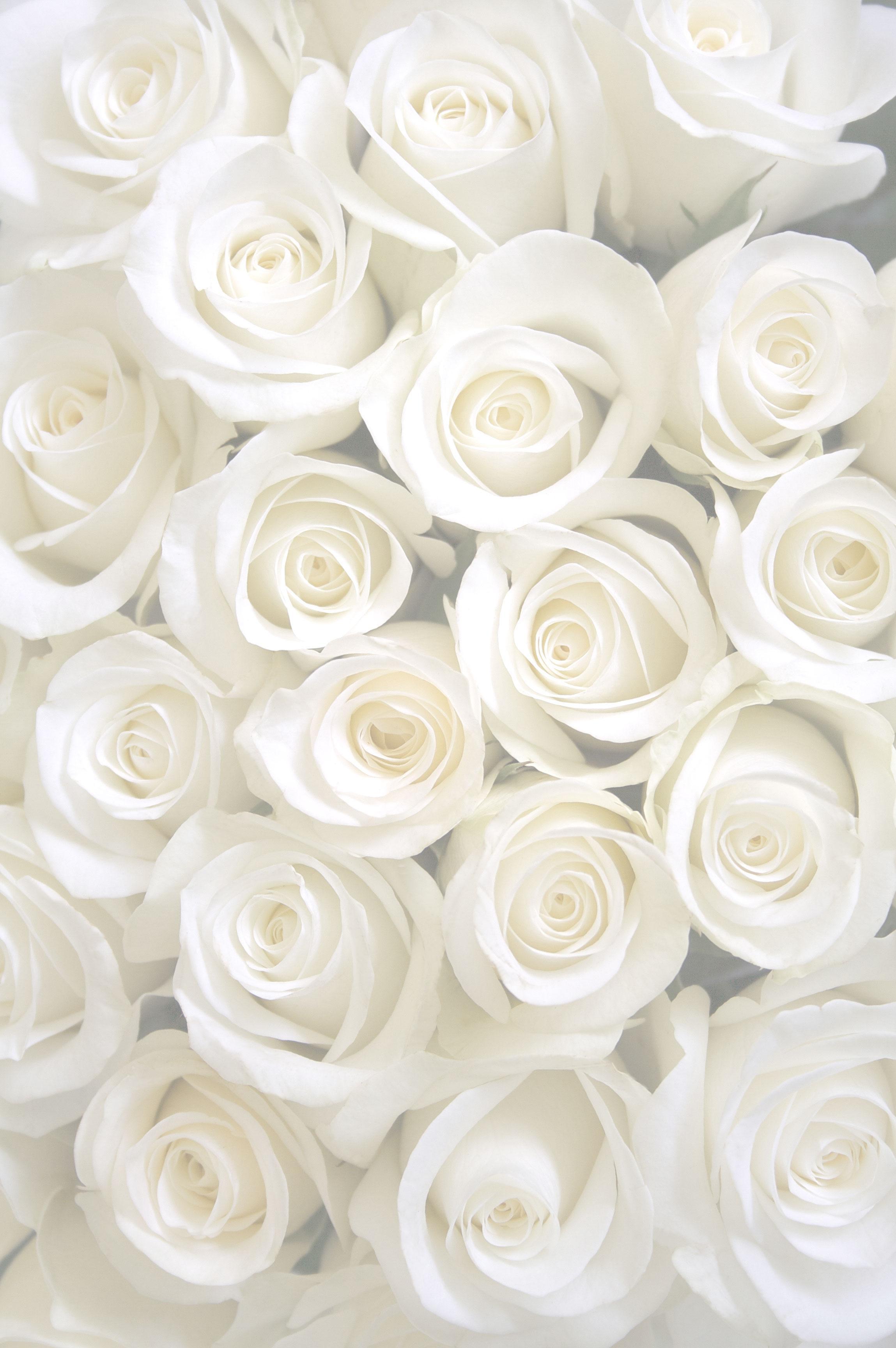 Hình ảnh hoa hồng trắng làm background