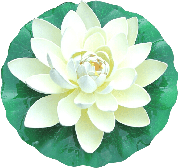 Hình ảnh hoa sen màu trắng PNG