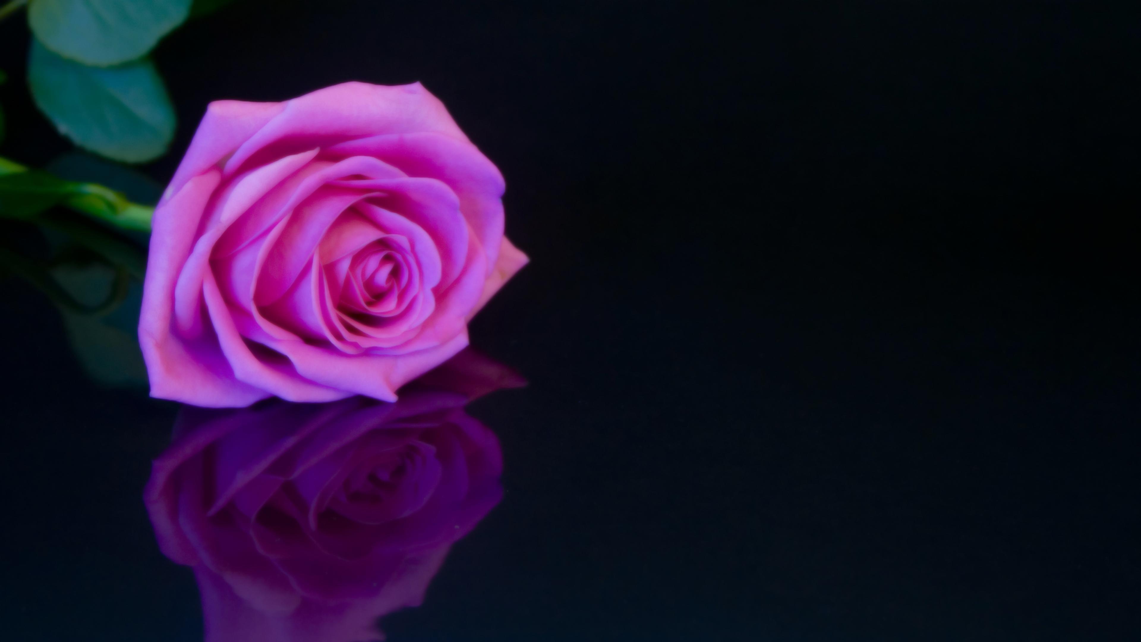 Hình ảnh mẫu background hoa hồng