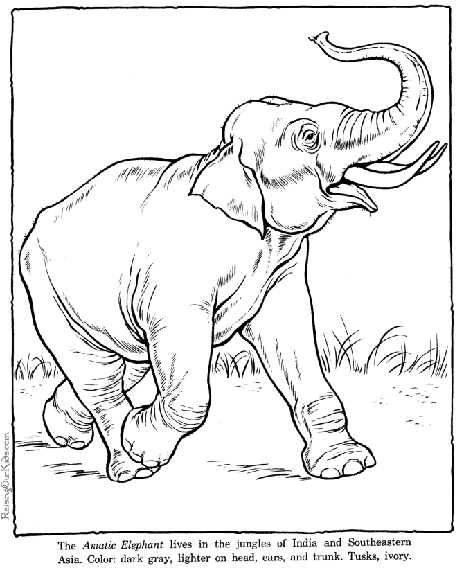Hình ảnh tranh tô màu chú voi vươn cái vòi dài