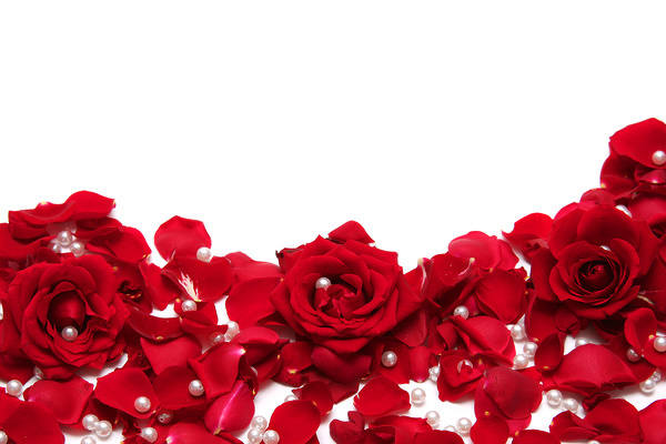 Hình background hoa hồng đỏ