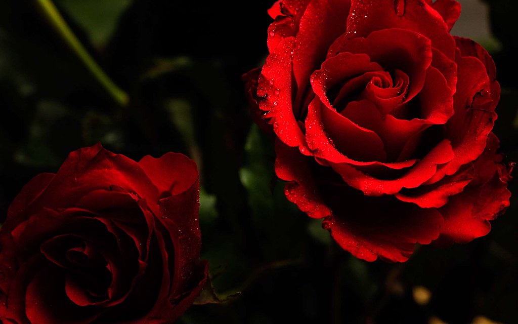 Hình background hoa hồng