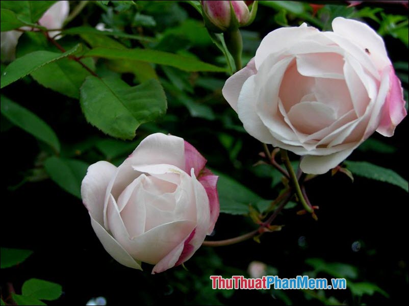 Hoa hồng Ayrshire - 2