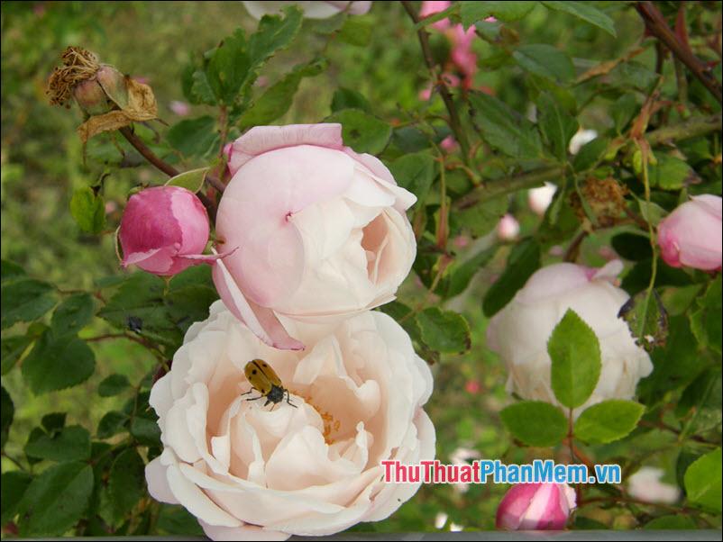 Hoa hồng Ayrshire - 3