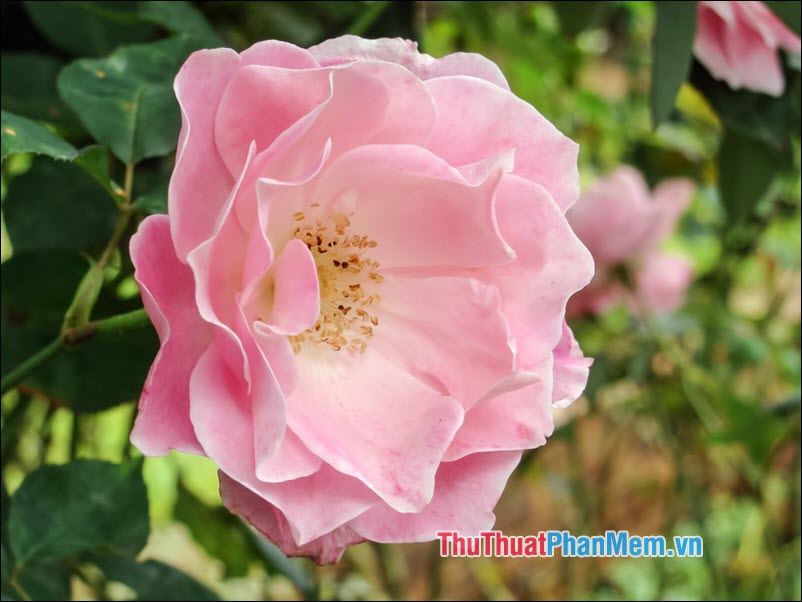 Hoa hồng Ayrshire - 5