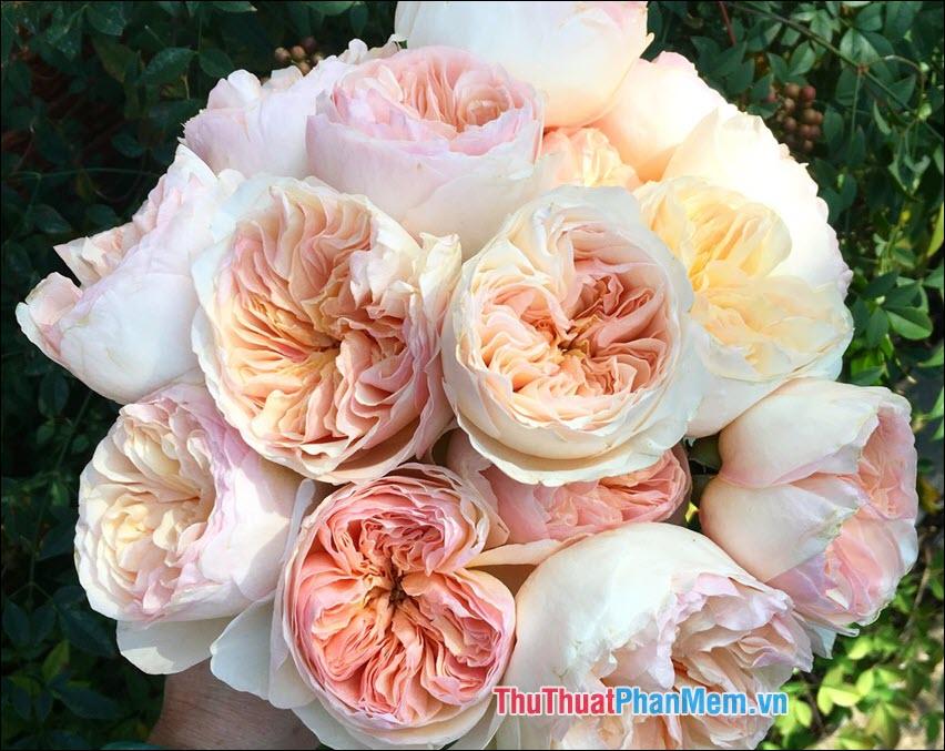 Hoa hồng blushers - 2