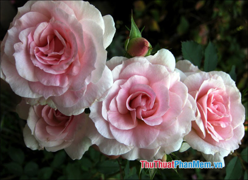 Hoa hồng blushers - 5