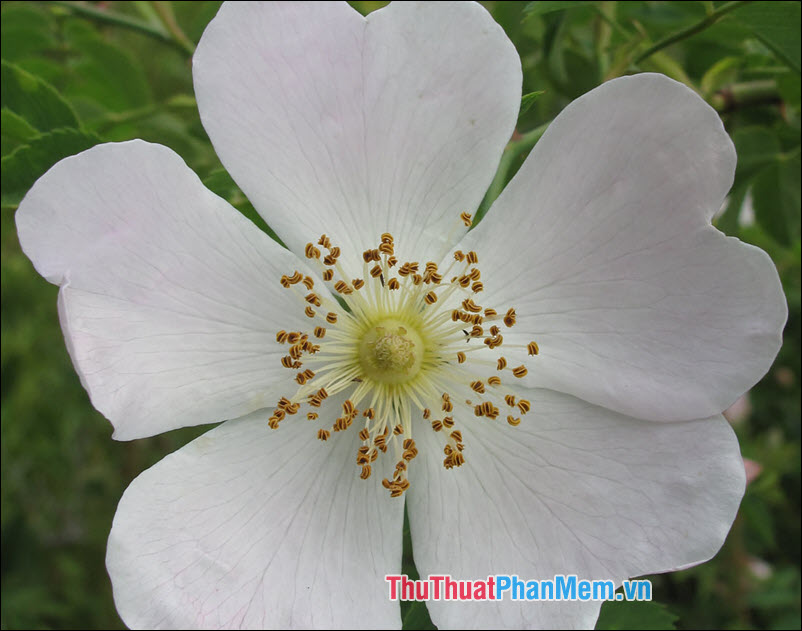 Hoa hồng Eglanteria - 4