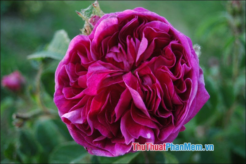 Hoa hồng Gallica - 5