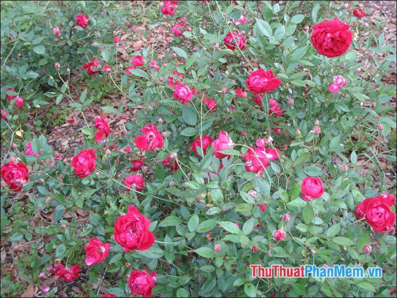 Hoa hồng Louis Phillippe - 1