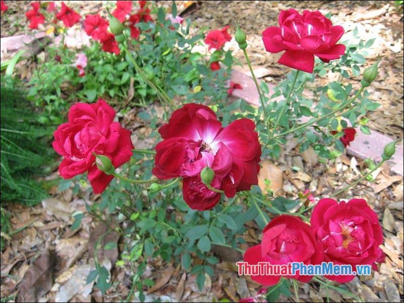Hoa hồng Louis Phillippe - 2