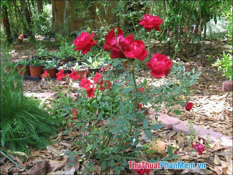 Hoa hồng Louis Phillippe - 3