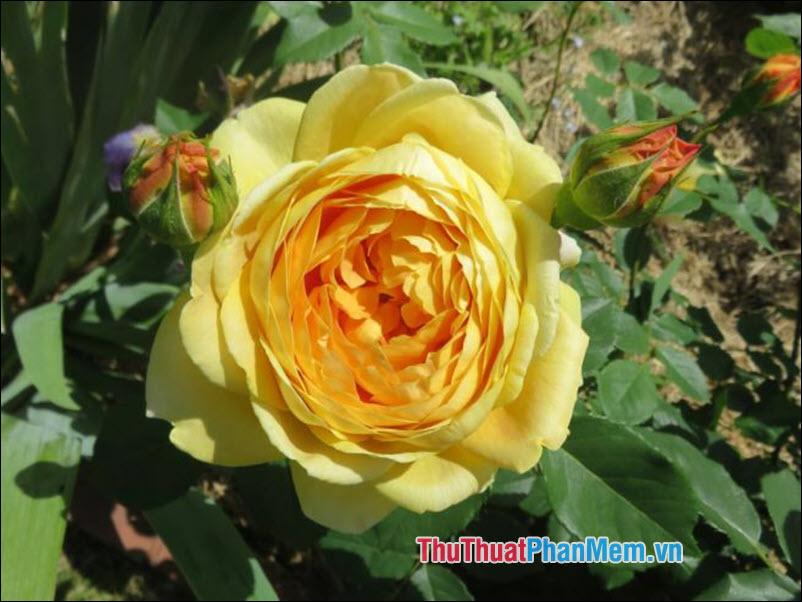 Hoa hồng Louis Phillippe - 5