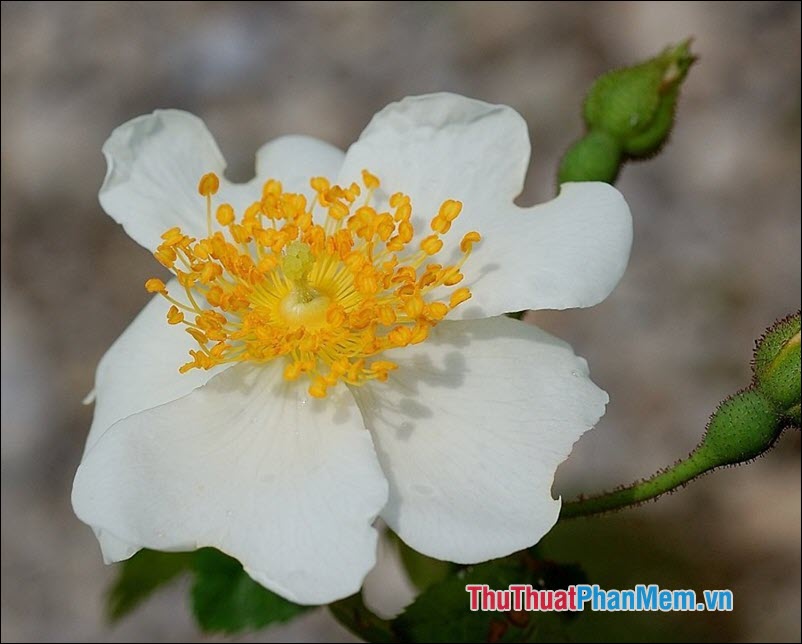 Hoa hồng Sempervirens - 1