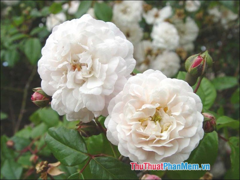 Hoa hồng Sempervirens - 2